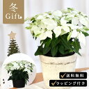 予約販売 プリンセチア ピュアホワイト 5号鉢 送料無料 ラッピング付き ポインセチア クリスマス お歳暮 冬ギフト 花 ギフト プレゼント 鉢植え 鉢花 11月下旬以降発送