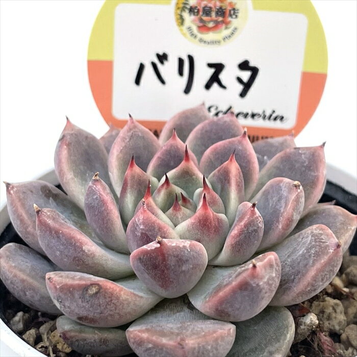 多肉植物 kswエケベリア バリスタ 柏屋商店さん苗 エケベリア 6cmポットのサムネイル