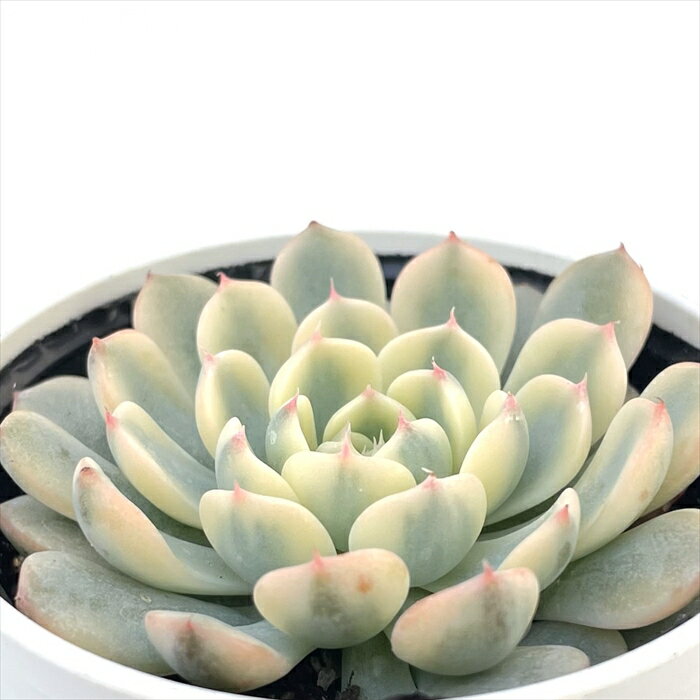 多肉植物 hmエケベリア ブルーミニマ錦 多肉植物 エケベリア 6cmポットのサムネイル