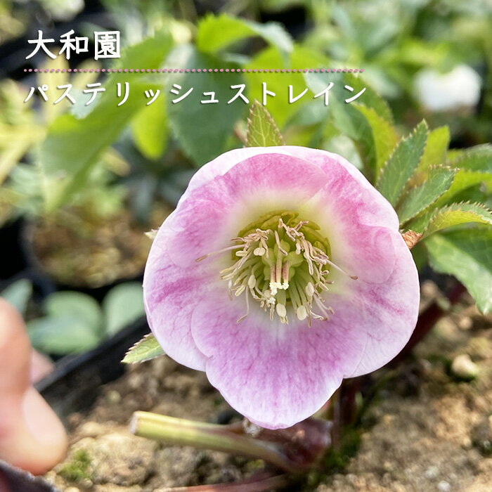 予約販売 クリスマスローズ苗 パステリッシュストレイン 大和園さん 10.5cmポット 送料無料 宿根草 ガーデニング ymtc 12月上旬以降発送