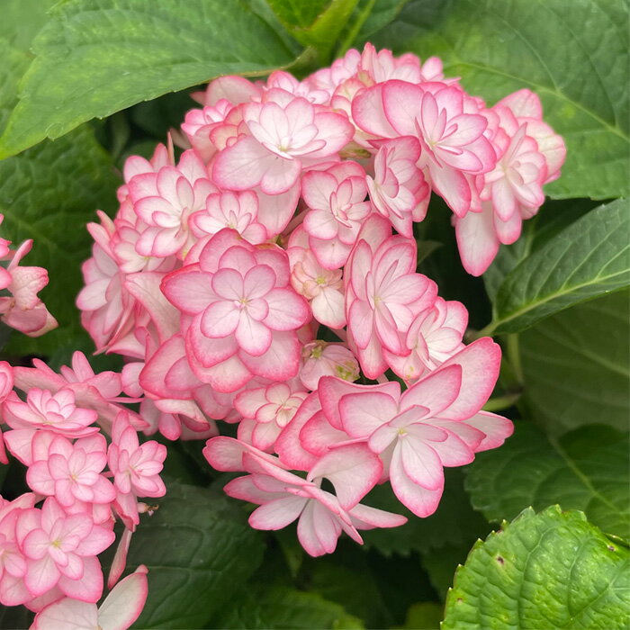 予約販売 アジサイ ひな祭りルナ 9cmポット 加茂 KAMOセレクション ハイドランジア 苗 花苗 苗木 あじ..