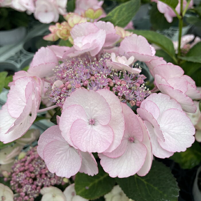 予約販売 アジサイ フレンチカンカン 9cmポット ハイドランジア 苗 花苗 苗木 あじさい 紫陽花 sat 3月..