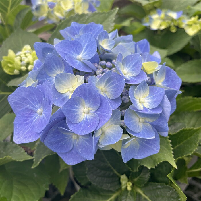 予約販売 アジサイ マリンブルー 9cmポット ハイドランジア 苗 花苗 苗木 あじさい 紫陽花 sat 3月上旬..