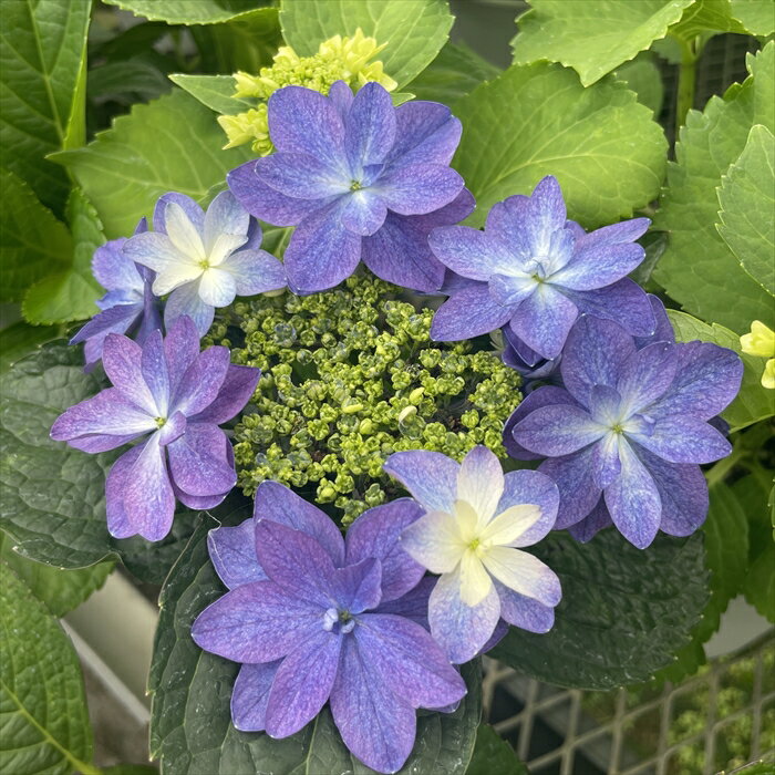 予約販売 アジサイ 藍染め 9cmポット 加茂 KAMOセレクション ハイドランジア 苗 花苗 苗木 あじさい 紫..