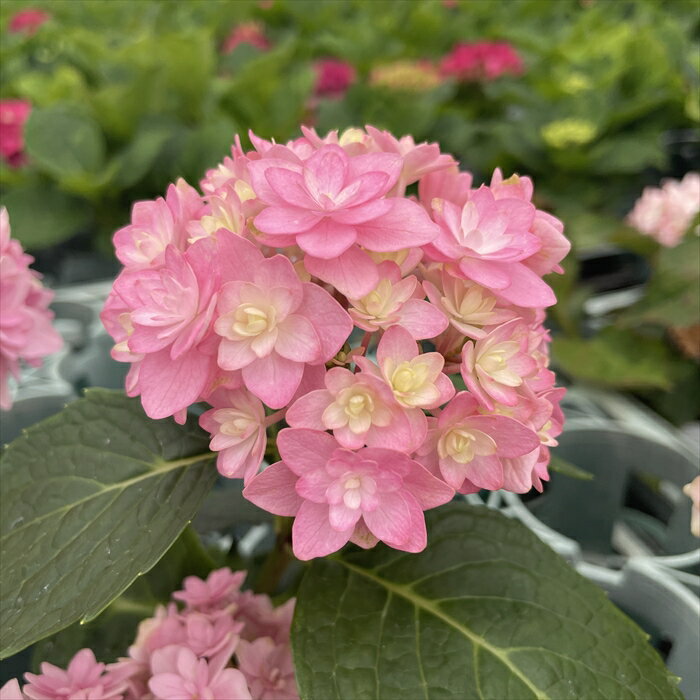 予約販売 アジサイ 仮の宿 9cmポット 加茂 KAMOセレクション ハイドランジア 苗 花苗 苗木 あじさい 紫陽花 sat 3月中旬以降発送