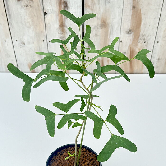 観葉植物 エリスリナ グリーンバタフライ 4号鉢 送料無料 観葉植物 小型 小さい 室内 贈り物 プレゼント インテリア おしゃれのサムネイル