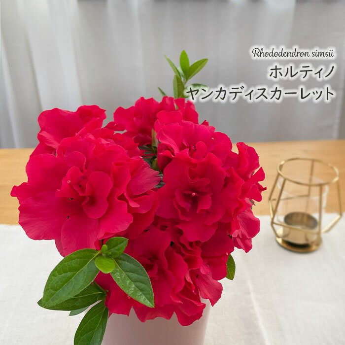 アザレア鉢の商品画像