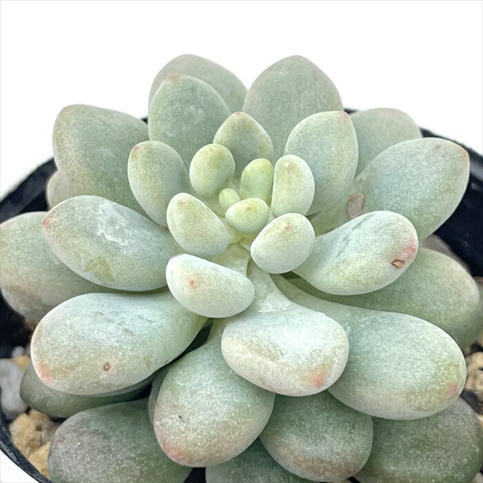 多肉植物 hmエケベリア キャビア 多肉植物 エケベリア 6cmポットのサムネイル