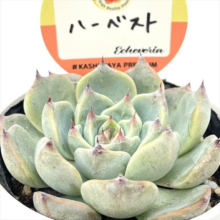 多肉植物 kswエケベリア ハーベスト 柏屋商店さん苗 エケベリア 6cmポット