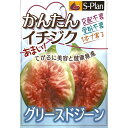 予約販売 いちじく 苗 グリースドジーン 12cmポット イチジク 無花果 一熟 苗木 果樹苗 smz 9月下旬以降発送