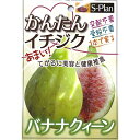 予約販売 いちじく 苗 バナナクィーン 12cmポット イチジク 無花果 一熟 苗木 果樹苗 smz 9月下旬以降発送