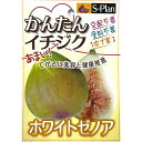 予約販売 いちじく 苗 ホワイトゼノア 12cmポット イチジク 無花果 一熟 苗木 果樹苗 smz 9月下旬以降発送