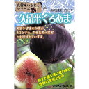 予約販売 いちじく 苗 久留米くろあま 12cmポット イチジク 無花果 一熟 苗木 果樹苗 smz 9月下旬以降発送