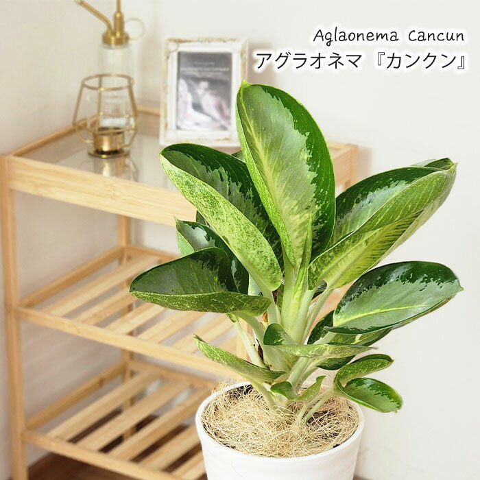 観葉植物アグラオネマカンクン6号鉢...