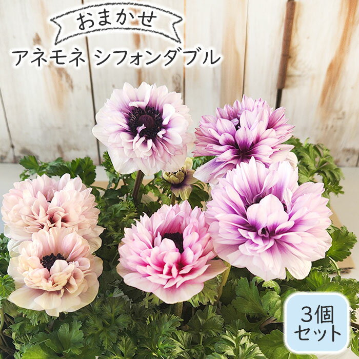予約販売 アネモネ 苗 アネモネシフォンダブル 3個セット 9cmポット 神花園 宿根草 花苗 ガーデニング 苗 2月中旬以降発送のサムネイル