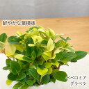 観葉植物 cot ペペロミア グラベラ 3.5号鉢 観葉植物 小型 小さい 室内 贈り物 プレゼント インテリア おしゃれ