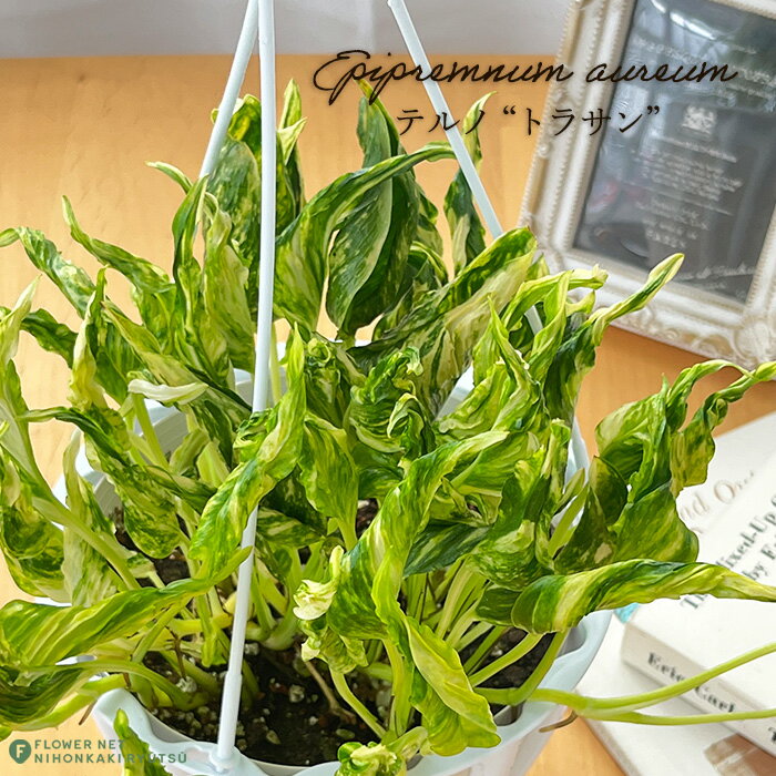 楽天市場】ポトス テルノ(花・観葉植物|花・ガーデン・DIY)の通販 楽天市場】ポトス テルノ(花・観葉植物|花・ガーデン・DIY)の通販