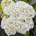 予約販売 アジサイ ホワイトキング 9cmポット ハイドランジア 苗 花苗 苗木 あじさい 紫陽花 far 10月下旬以降発送