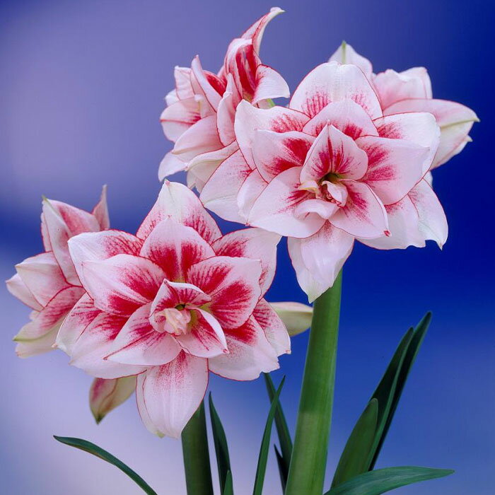 ポットアマリリスの商品画像