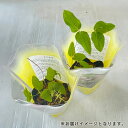 nihonkakiryuutuu:10030884のサンプル画像2