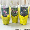 nihonkakiryuutuu:10030884のサンプル画像3
