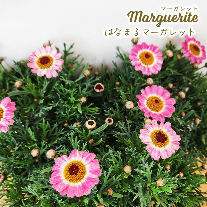 予約販売 マーガレット 苗 はなまるホワイト 10.5cmポット 花苗 ガーデニング 苗 ndm 3月上旬以降発送