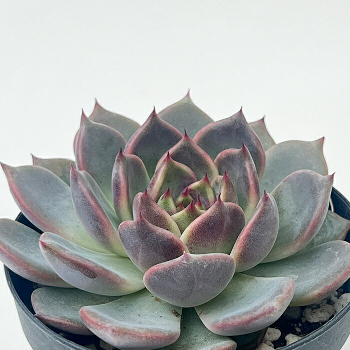 多肉植物 skエケベリア ブラッククイーン×沙羅姫牡丹 多肉植物 エケベリア 7.5cmポットのサムネイル