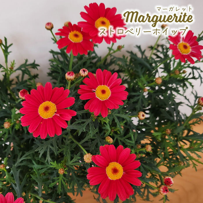 予約販売 マーガレット 苗 ストロベリーホイップ 10.5cmポット 品種登録出願中 花苗 ガーデニング 苗 t..