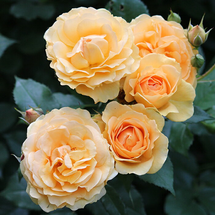 予約販売 バラ苗 バラ大苗 ワーナーズローゼス ニルヴァーナ 繰り返し咲き 薔薇 ばら 送料無料 アプリ..