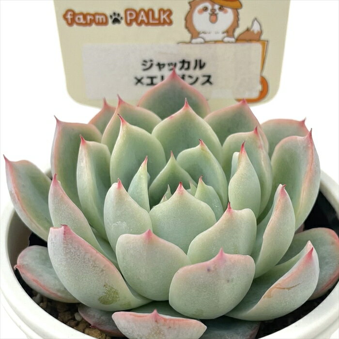 多肉植物 plkエケベリア ジャッカル×エレガンス 多肉植物 パルクさん苗 送料無料 エケベリア 6cmポットのサムネイル