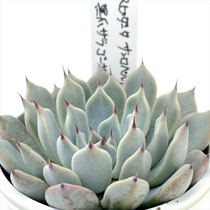 多肉植物 O’sエケベリア クスピダータサンロベルト×黒爪ザラゴーサ 多肉植物 O’s PLANTS オーズプランツさん苗 送料無料 エケベリア 6cmポットのサムネイル