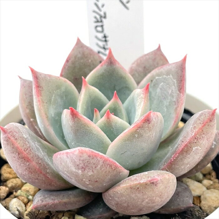 多肉植物 O’sセデベリア ルビン×シンフォロサナム 多肉植物 O’s PLANTS オーズプランツさん苗 送料無料 エケベリア 6cmポットのサムネイル