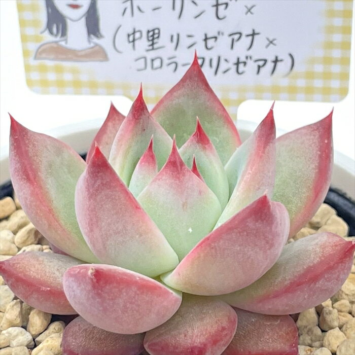 多肉植物 annaエケベリア ホーリンゼ×（中里リンゼアナ×コロラータリンゼアナ） 多肉植物 あんなさん苗 送料無料 エケベリア 6cmポットのサムネイル