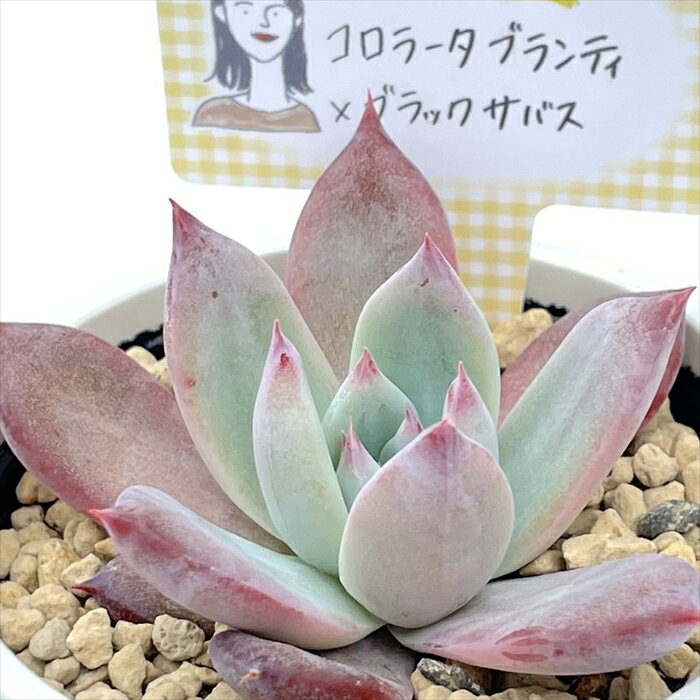 多肉植物 annaエケベリア コロラータブランティ×ブラックサバス 多肉植物 あんなさん苗 送料無料 エケベリア 6cmポットのサムネイル
