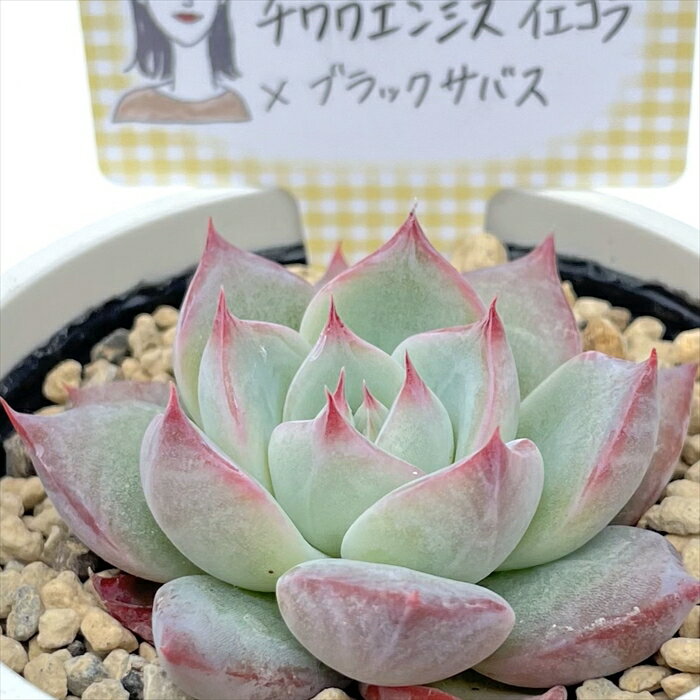 多肉植物 annaエケベリア チワワエンシスイエコラ×ブラックサバス 多肉植物 あんなさん苗 送料無料 エケベリア 6cmポットのサムネイル