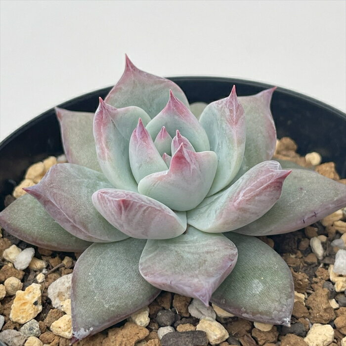 多肉植物 skエケベリア 野生コロラータ 多肉植物 エケベリア 7.5cmポットのサムネイル