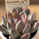 多肉植物 PAL nae セレクション No.002 吉影 多肉植物 パルクさん苗 送料無料 エケベリア 6cmポット