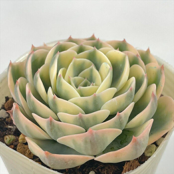 多肉植物 sbエケベリア ルノーディーン 多肉植物 エケベリア 7.5cmポットのサムネイル