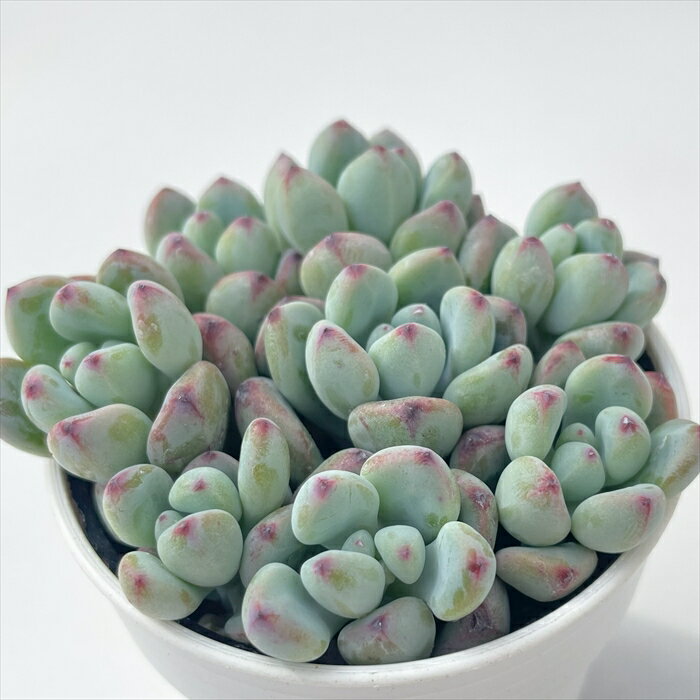 多肉植物 hmセダム コミックトム多頭 多肉植物 セダム 6cmポットのサムネイル
