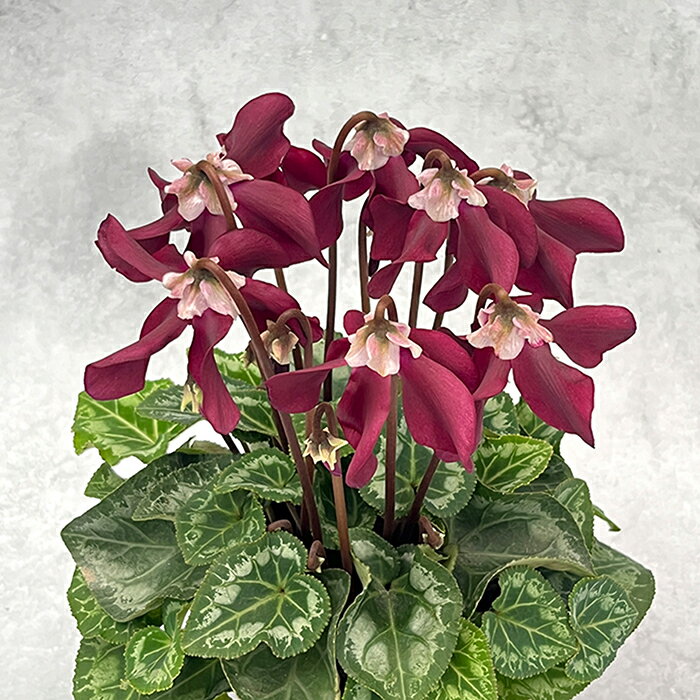 予約販売 シクラメン エレガントレディ クラウン ミニ 4号鉢 冬ギフト 大栄花園 送料無料 お歳暮 花 ギフト プレゼント 鉢植え 鉢花 dks 12月上旬以降発送のサムネイル