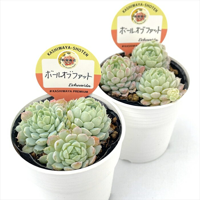 【楽天スーパーセール P5倍】 多肉植物 kswエケベリア ボールオブファット 柏屋商店さん苗 エケベリア 6cmポット