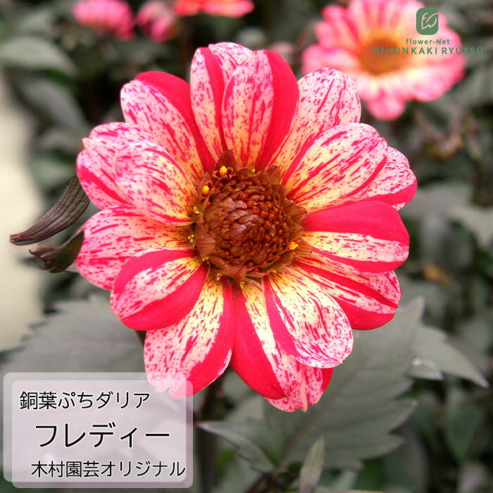 予約販売 ダリア 苗 銅葉ぷちダリア フレディー 10.5cmポット 木村園芸 オリジナル品種 矮性種 花苗 ガーデニング 苗 11月下旬以降発送のサムネイル
