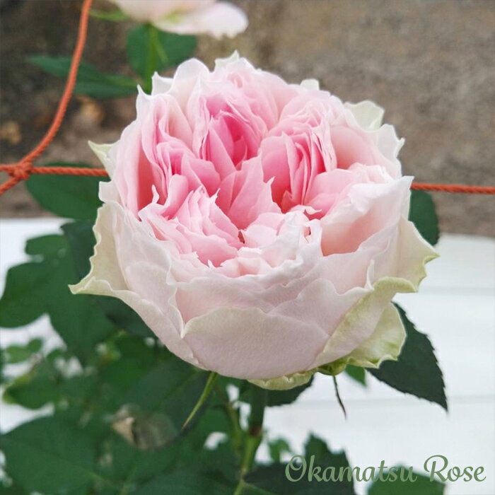 予約販売 バラ苗 バラ新苗 うさぎ 契約品種 薔薇 ばら 国産苗 岡松ローズ オリジナル品種 2wayローズ o..