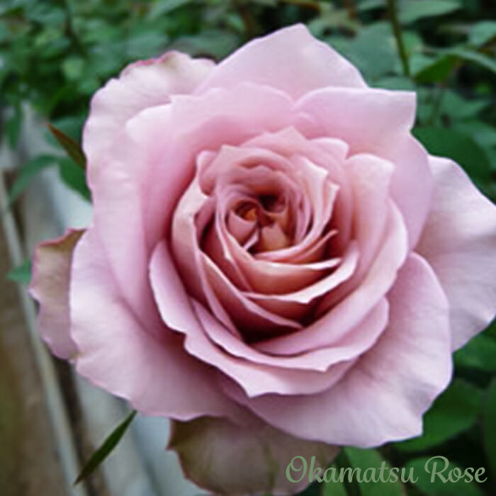 【まもなく締め切り】予約販売 バラ苗 バラ新苗 オッポセンター 契約品種 薔薇 ばら 国産苗 岡松ローズ オリジナル品種 2wayローズ oks 4月中旬以降発送のサムネイル