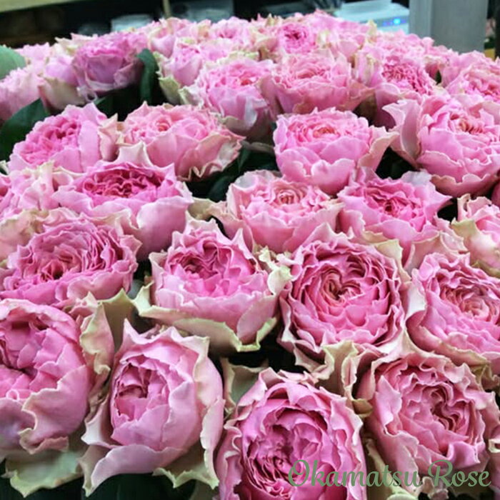 【まもなく締め切り】予約販売 バラ苗 バラ新苗 カーム波 契約品種 薔薇 ばら 国産苗 岡松ローズ オリジナル品種 2wayローズ oks 4月中旬以降発送のサムネイル