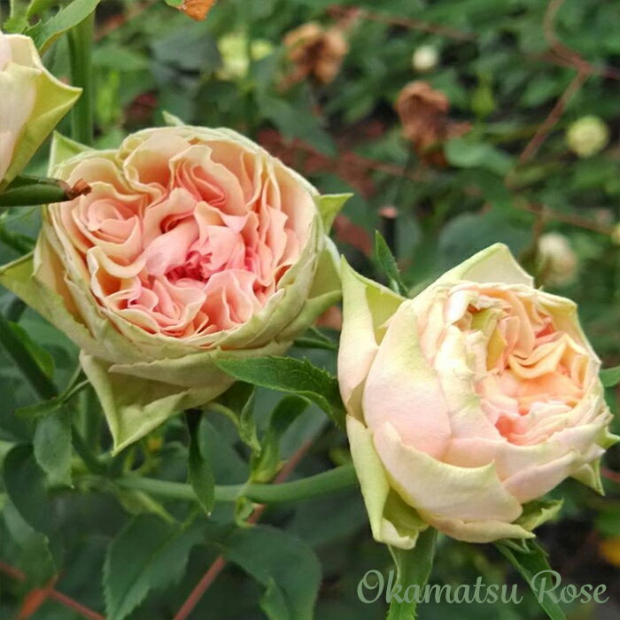 予約販売 バラ苗 バラ新苗 ゴットグリグリ 契約品種 薔薇 ばら 国産苗 岡松ローズ オリジナル品種 2wayローズ oks 4月中旬以降発送のサムネイル