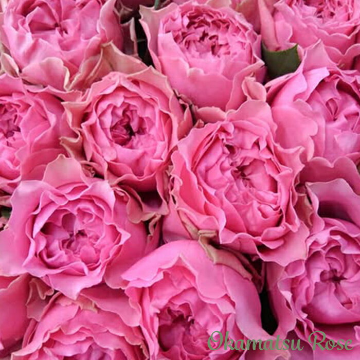 予約販売 バラ苗 バラ新苗 さざ波 契約品種 薔薇 ばら 国産苗 岡松ローズ オリジナル品種 2wayローズ oks 4月中旬以降発送のサムネイル