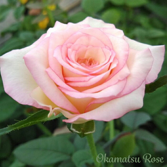 予約販売 バラ苗 バラ新苗 黄昏 たそがれ 契約品種 薔薇 ばら 国産苗 岡松ローズ オリジナル品種 2way..