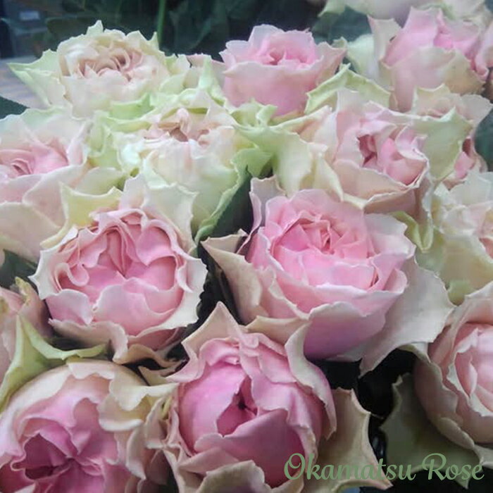 予約販売 バラ苗 バラ新苗 千重波 契約品種 薔薇 ばら 国産苗 岡松ローズ オリジナル品種 2wayローズ oks 4月中旬以降発送のサムネイル