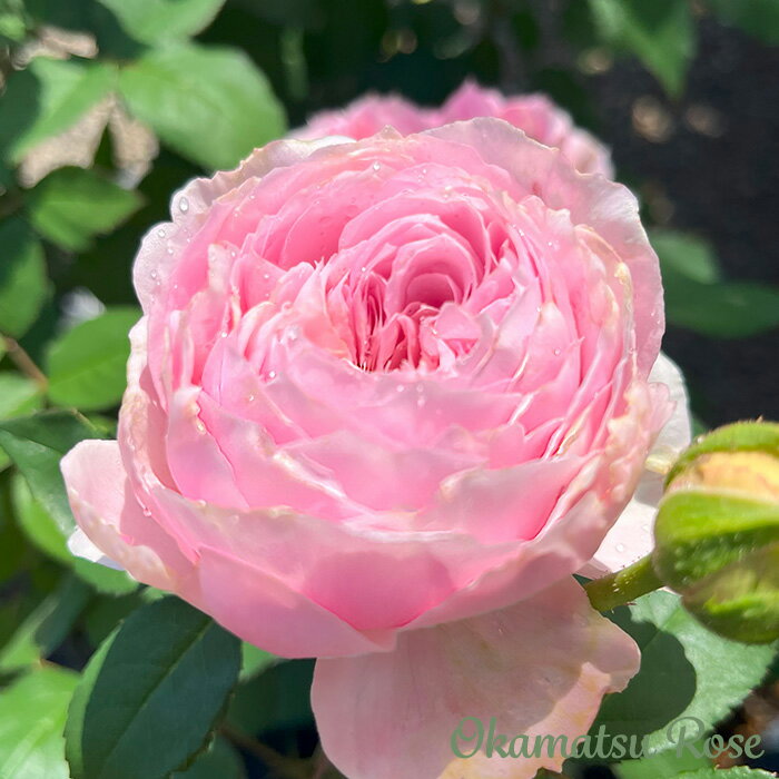 予約販売 バラ苗 バラ新苗 トイプー 契約品種 薔薇 ばら 国産苗 岡松ローズ オリジナル品種 2wayローズ..